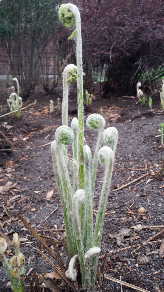 theodore roosevelt park plant_300