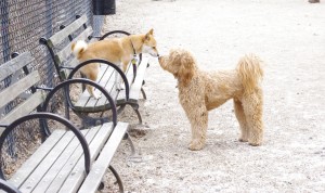 Dogs Kiss in Roosevelt Park IMGP6575