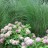 The hydrangeas are blooming in Roosevelt Park