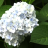 Birds, bees, flowers and trees