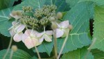 Lace Cap Hydrangea