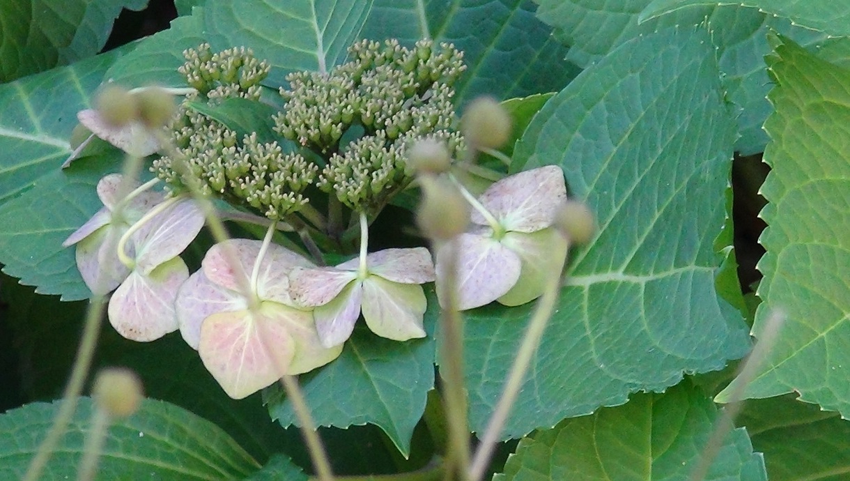 Lace Cap Hydrangea