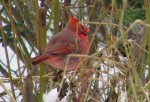 Cardinal in Roosevelt Park