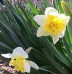 daffodils in Roosevelt Park