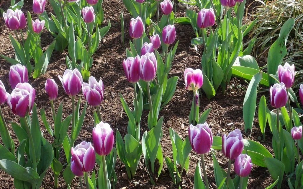Tulips in Roosevelt Park
