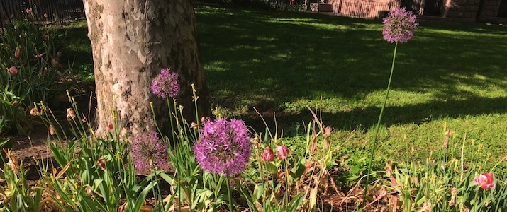Purple Sensation Alliums