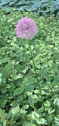 Allium in Roosevelt Park